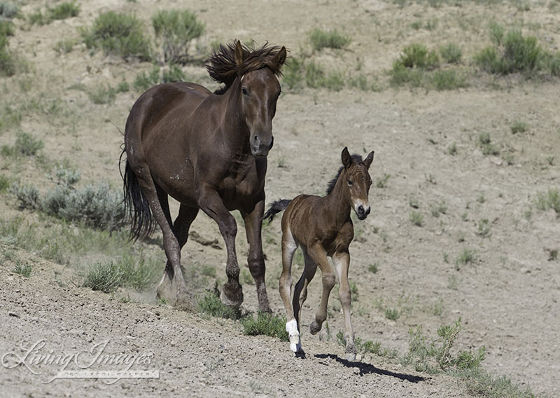 A young foal runs for the sheer joy of being alive