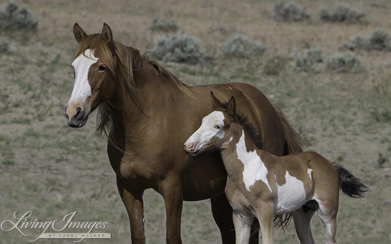 Wild Mare and Foal in Sand Wash Basin, Colorado