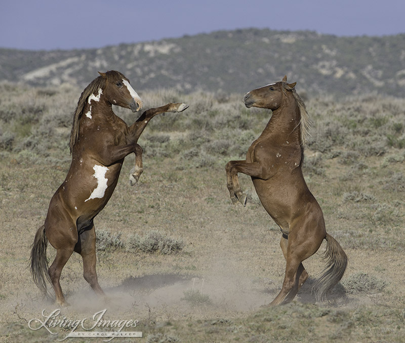 Sand Wash Basin Stallions - soon to be sterilized?