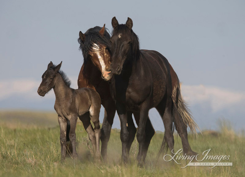 A wild horse family in McCullough Peaks