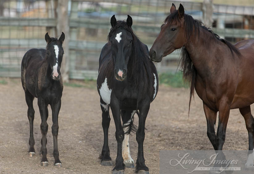 Diamond Girl, filly and friend