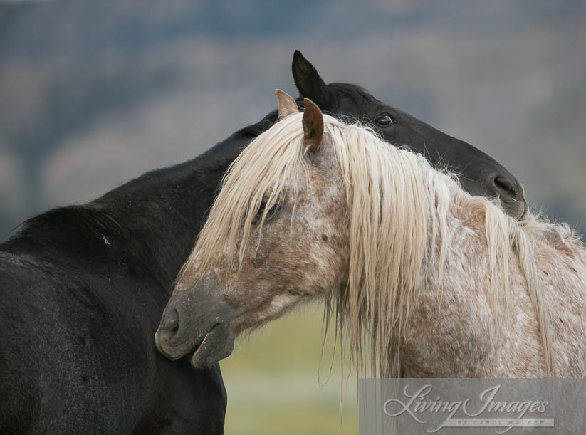 Snowfall mutual grooming with the black mare