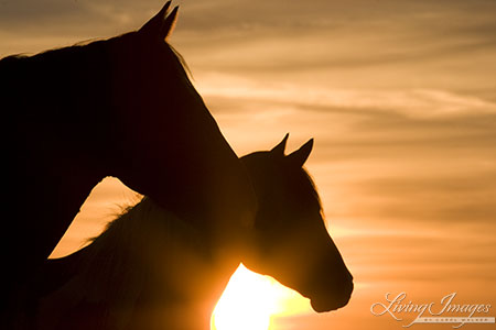 wild horse, mustang in McCullough Peaks, WY - mare and foal at sunrise