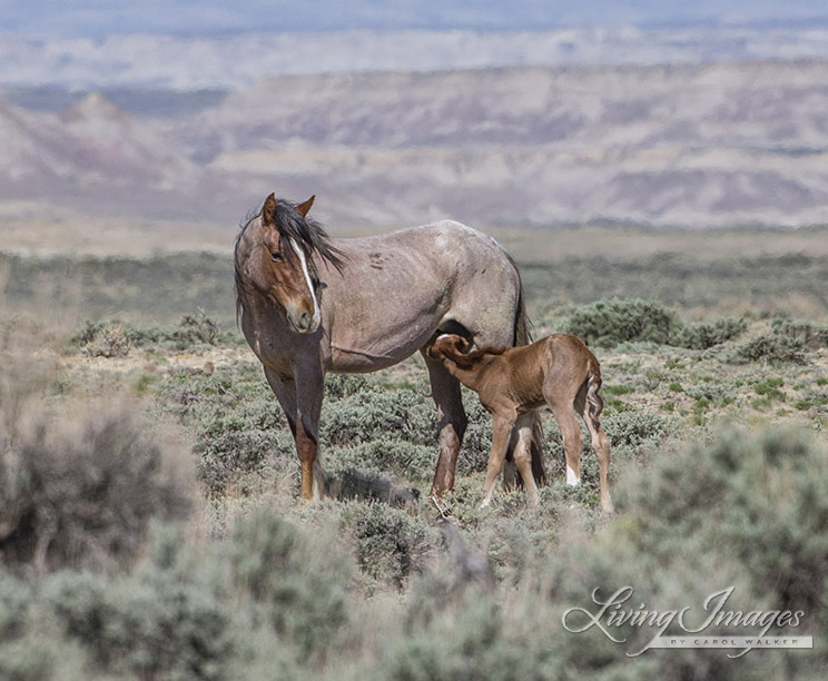 Wild mare nursing her newborn foal