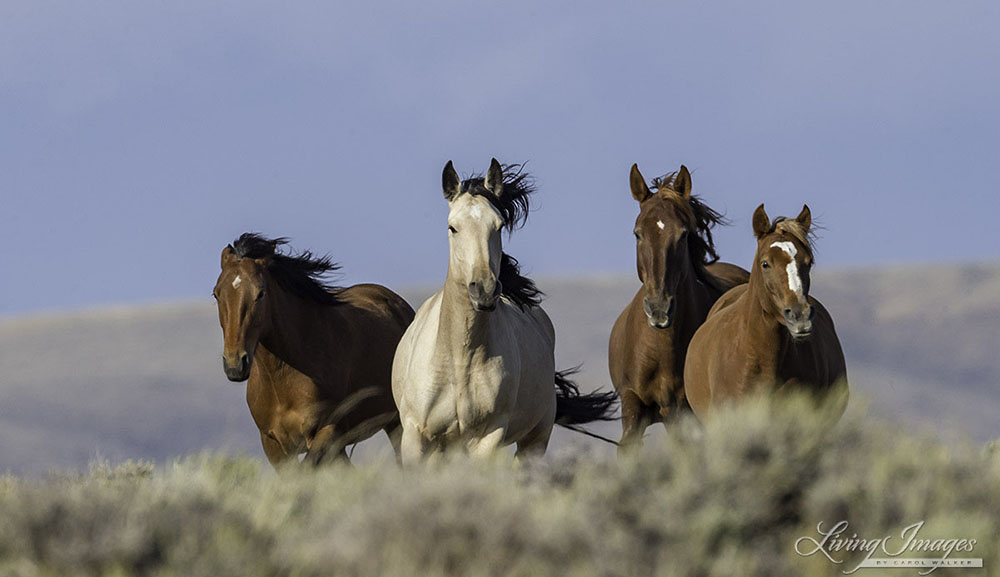 White Mountain Wild Horses