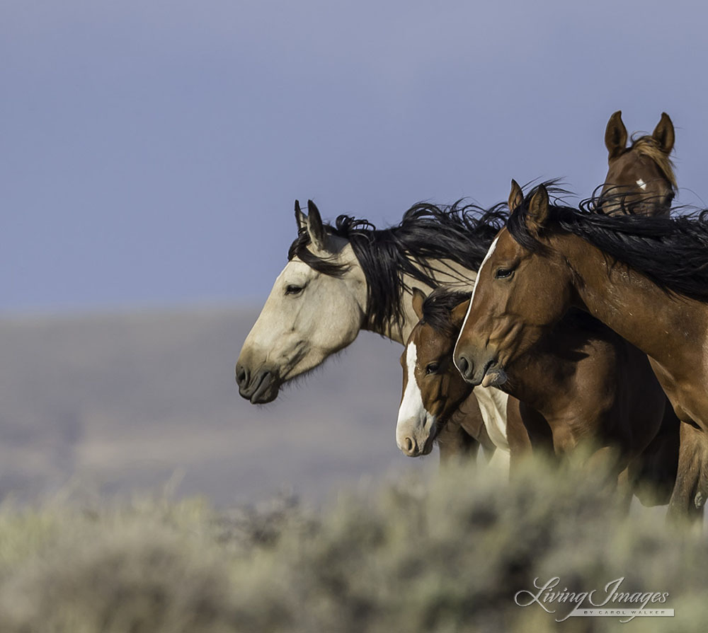 Mares and foals