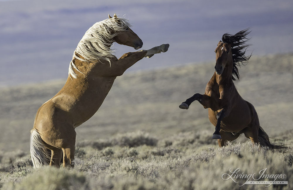 Two stallions face off