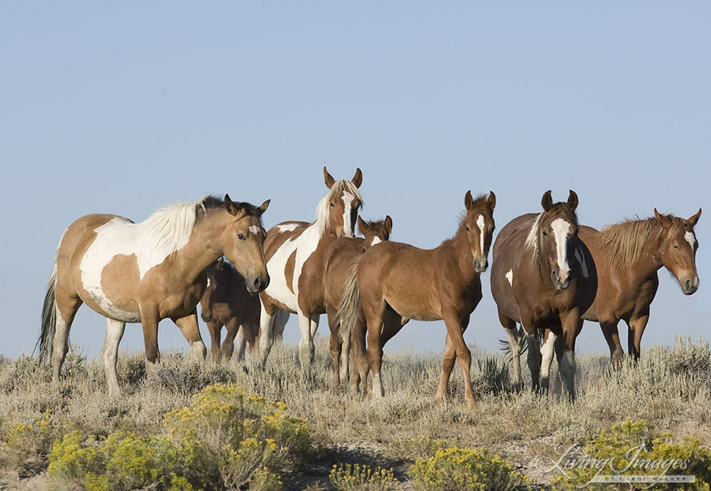 wild horses, mustangs in White Mountain, WY - band with many paints moves down hill