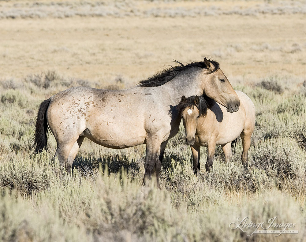 A colorful mare and foal