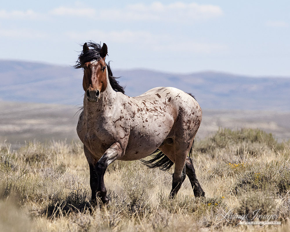 The Bay Roan Stallion