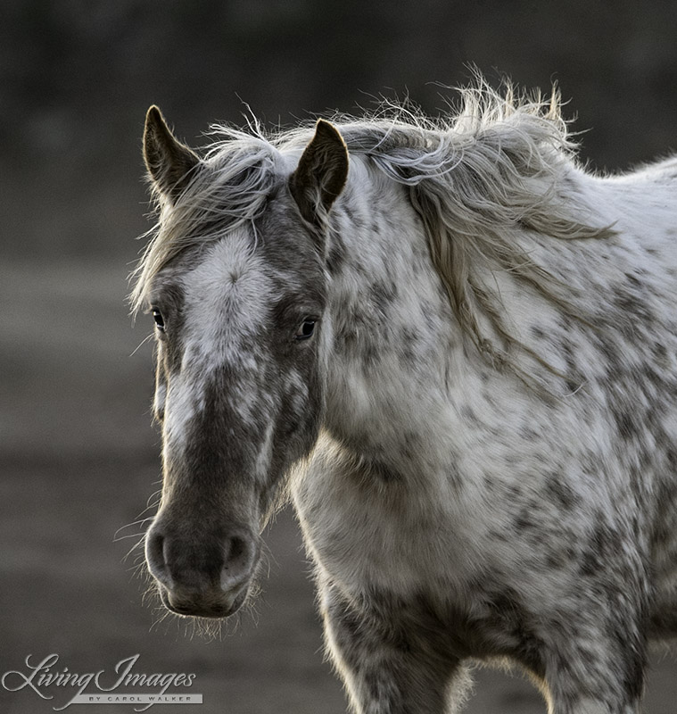 Beautiful Flurry