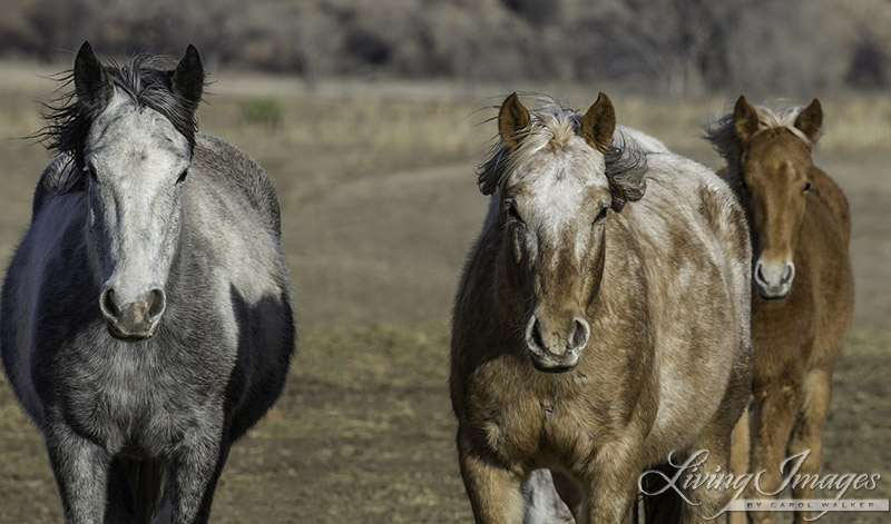 Storn, Sundance and Aurora's filly