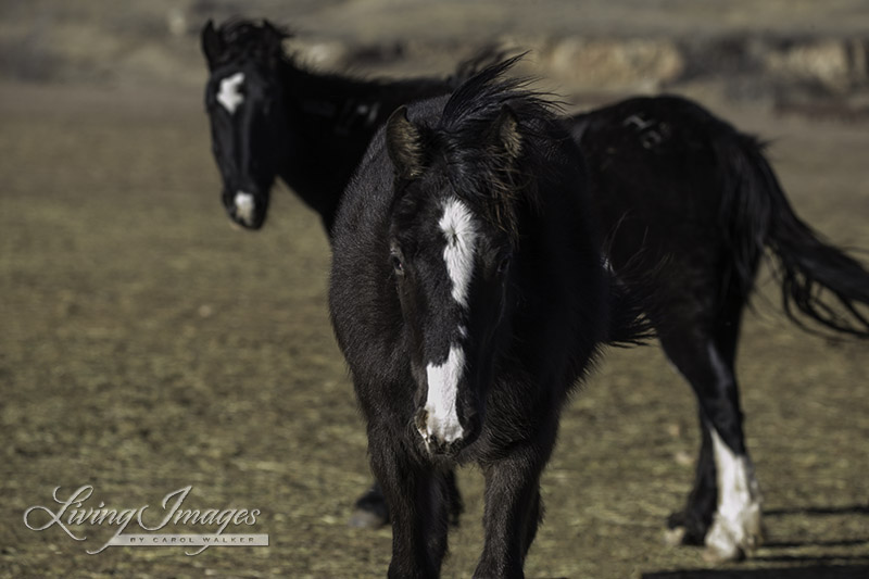 She's coming toward me, with mother Diamond Girl in the background