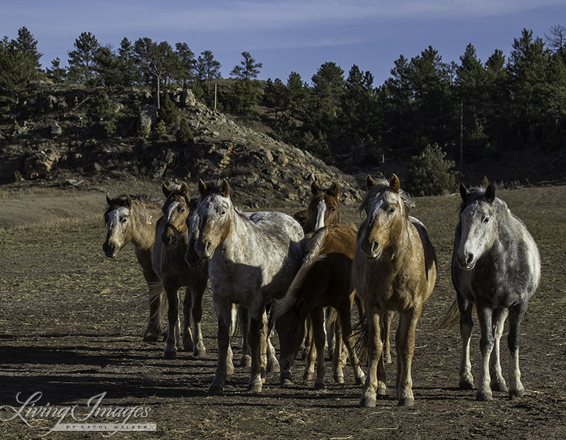 Bronze Warrior and Sundance with their families