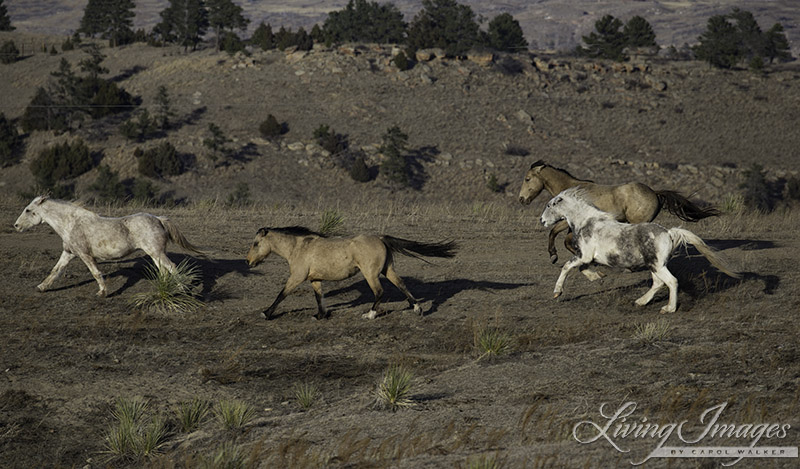 Theodore runs with the mares