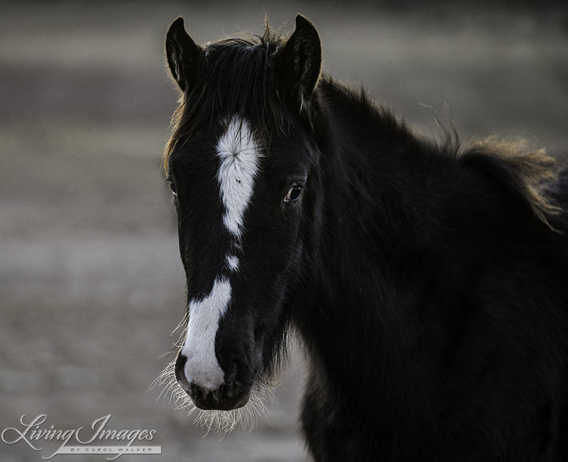 The friendly filly