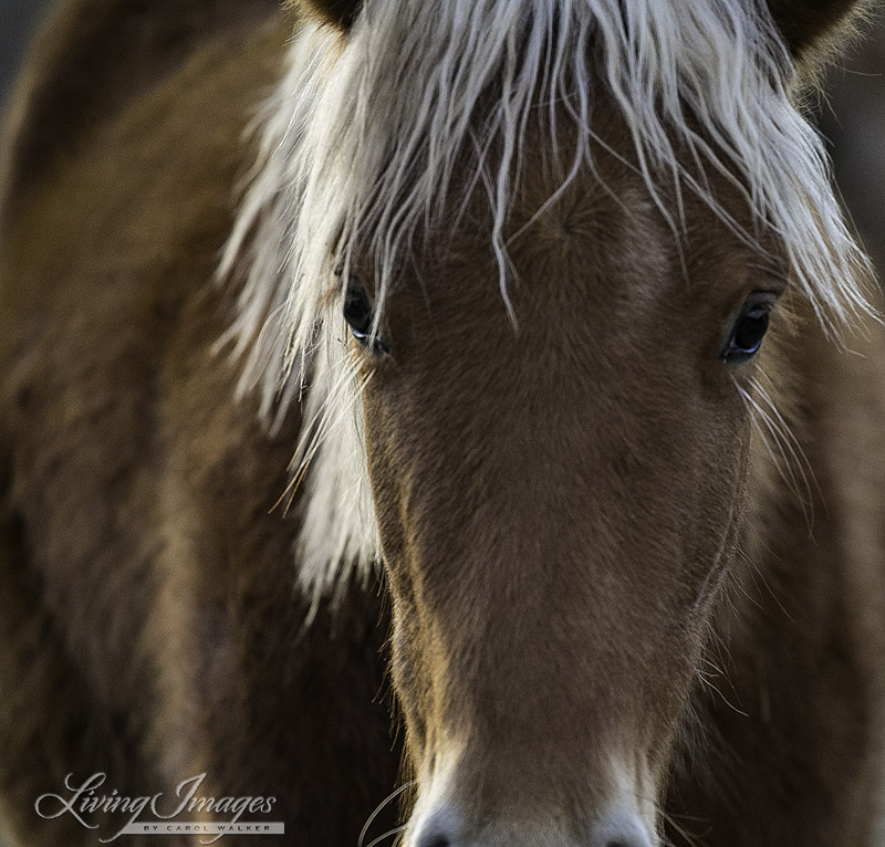 Aurora's filly