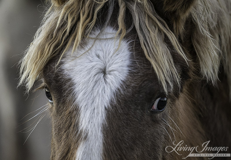 Sabrina's filly