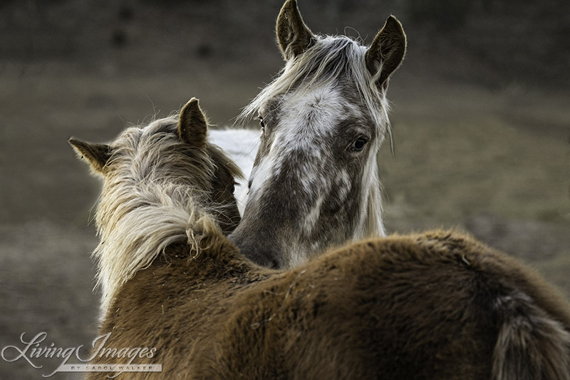 Flurry and Sabrina's filly doing mutual grooming