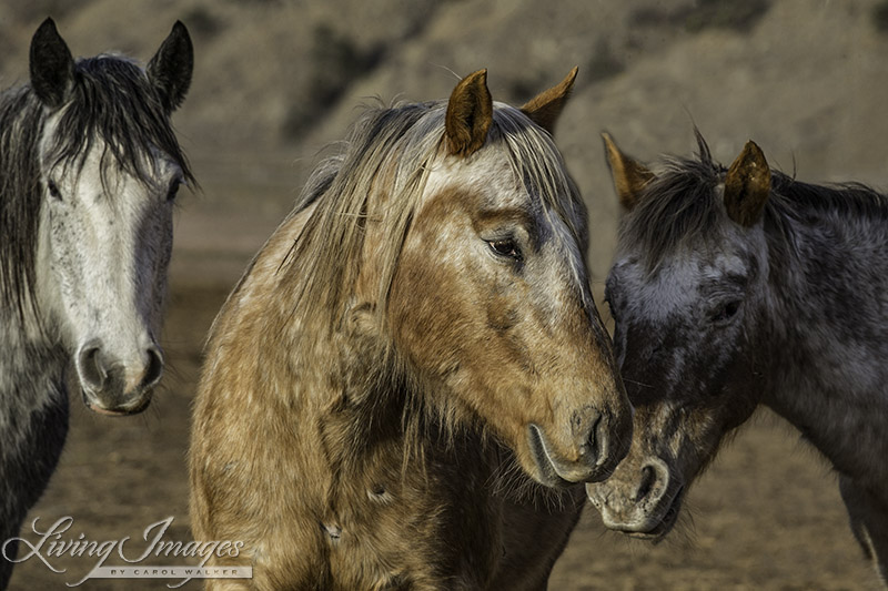 Sundance turning to reassure shy Aurora