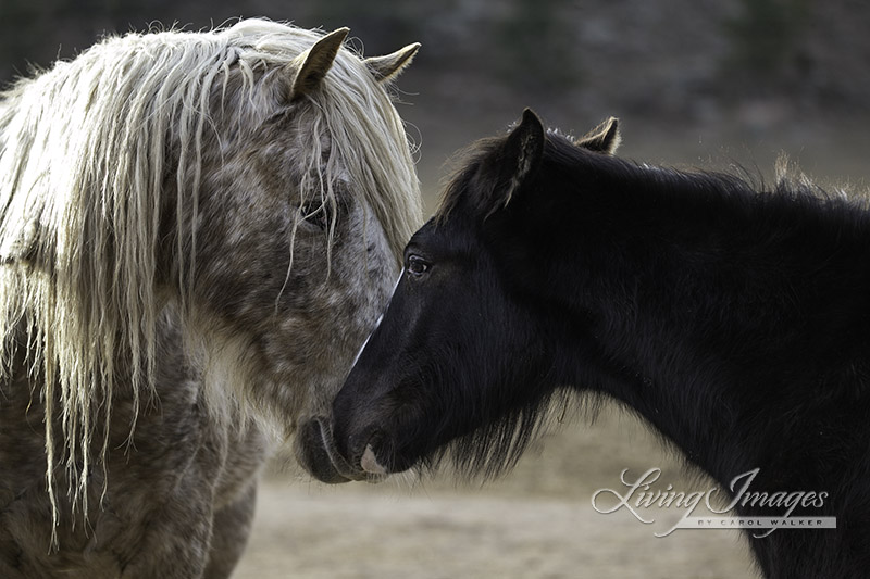 They greet each other affectionately