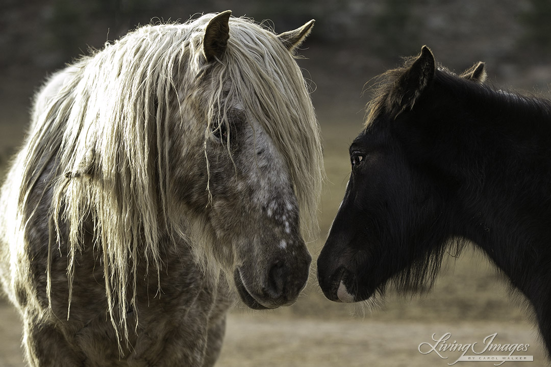 Snowfall comes close to his daughter