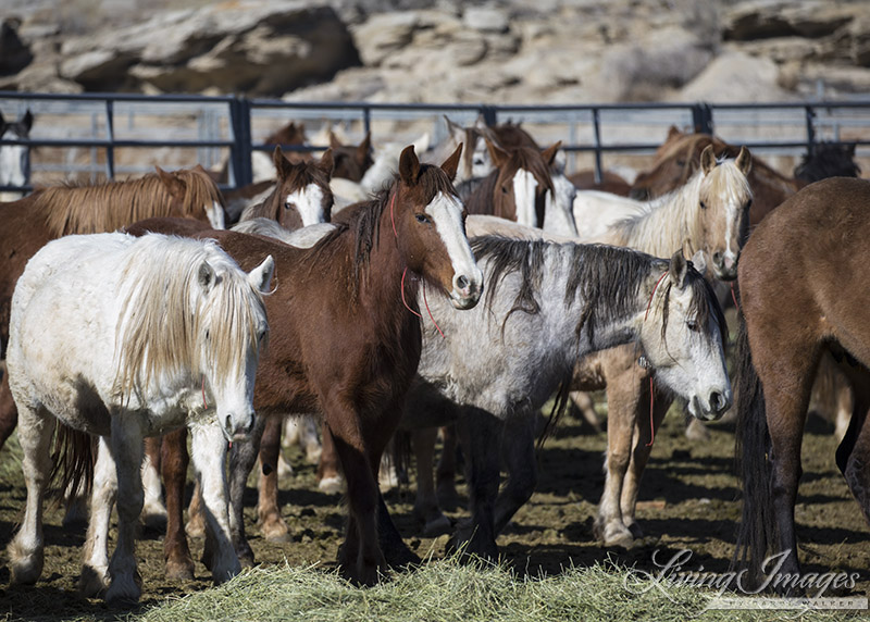Pregnant Wild Mares at a BLM Holding Facility