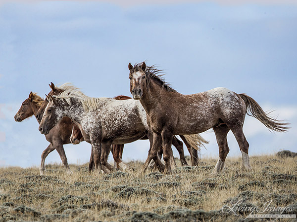 From Carol's new book Galloping to Freedom