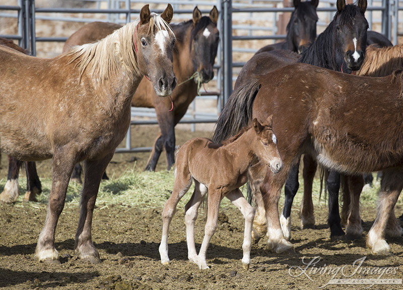 Many unborn foals will die from this barbaric procedure