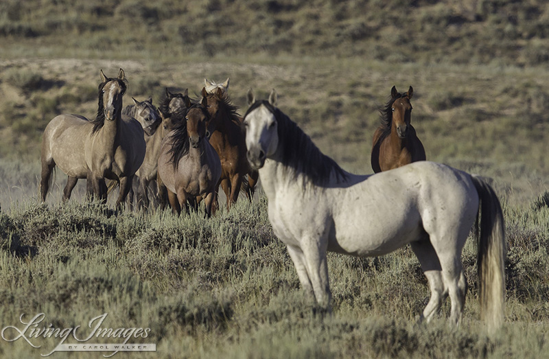 Wild stallion standing protectively in front of his family in Adobe Town
