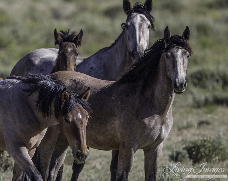 Wild Horse Family in Adobe Town