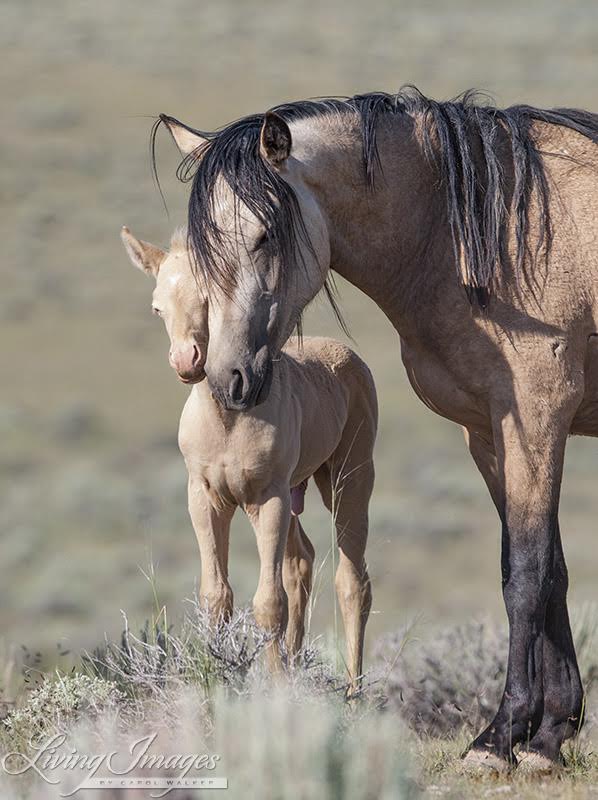 Carol's adopted mustang Cremosso in the wild with his mother