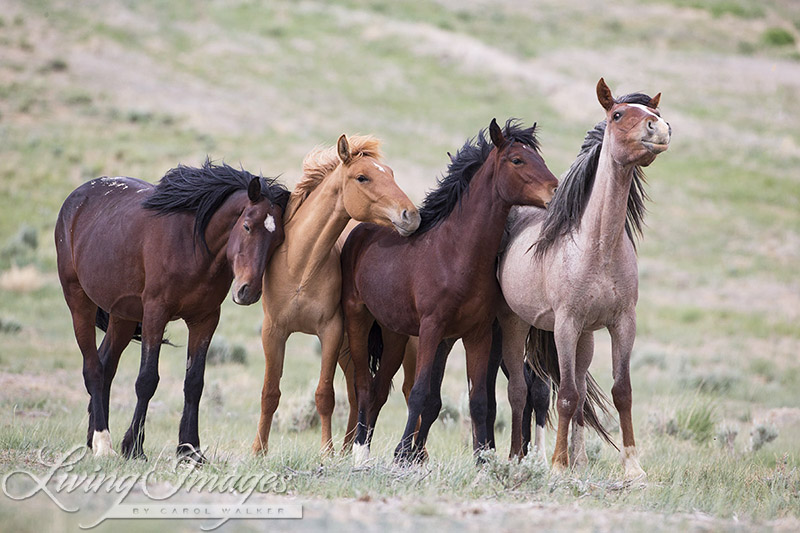 A wild horse family in Adobe Town