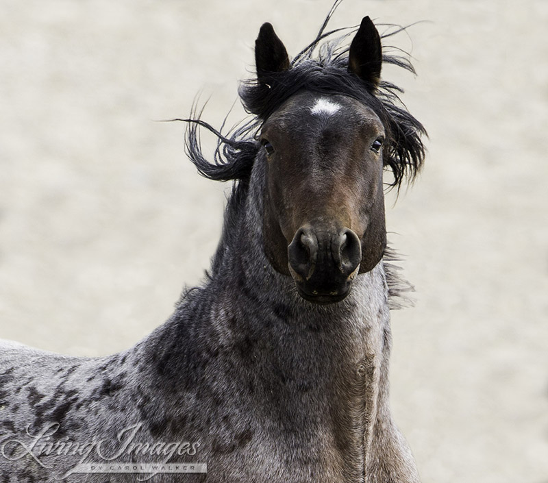 Wild stallion in Adobe Town