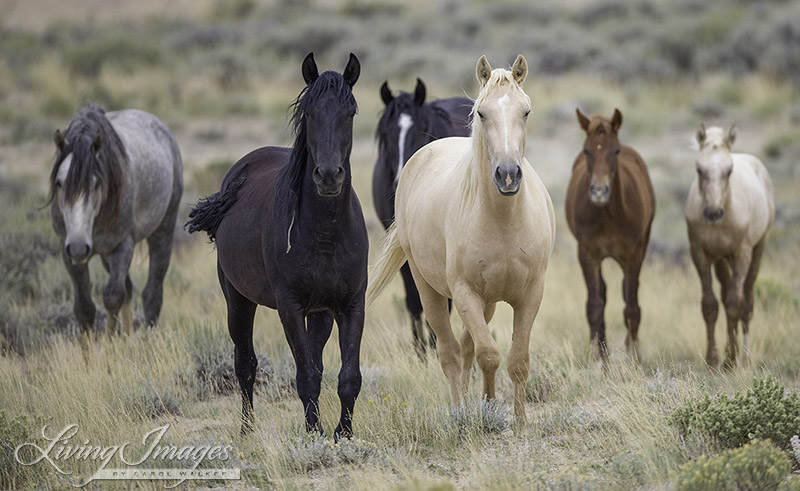 Adobe Town Family