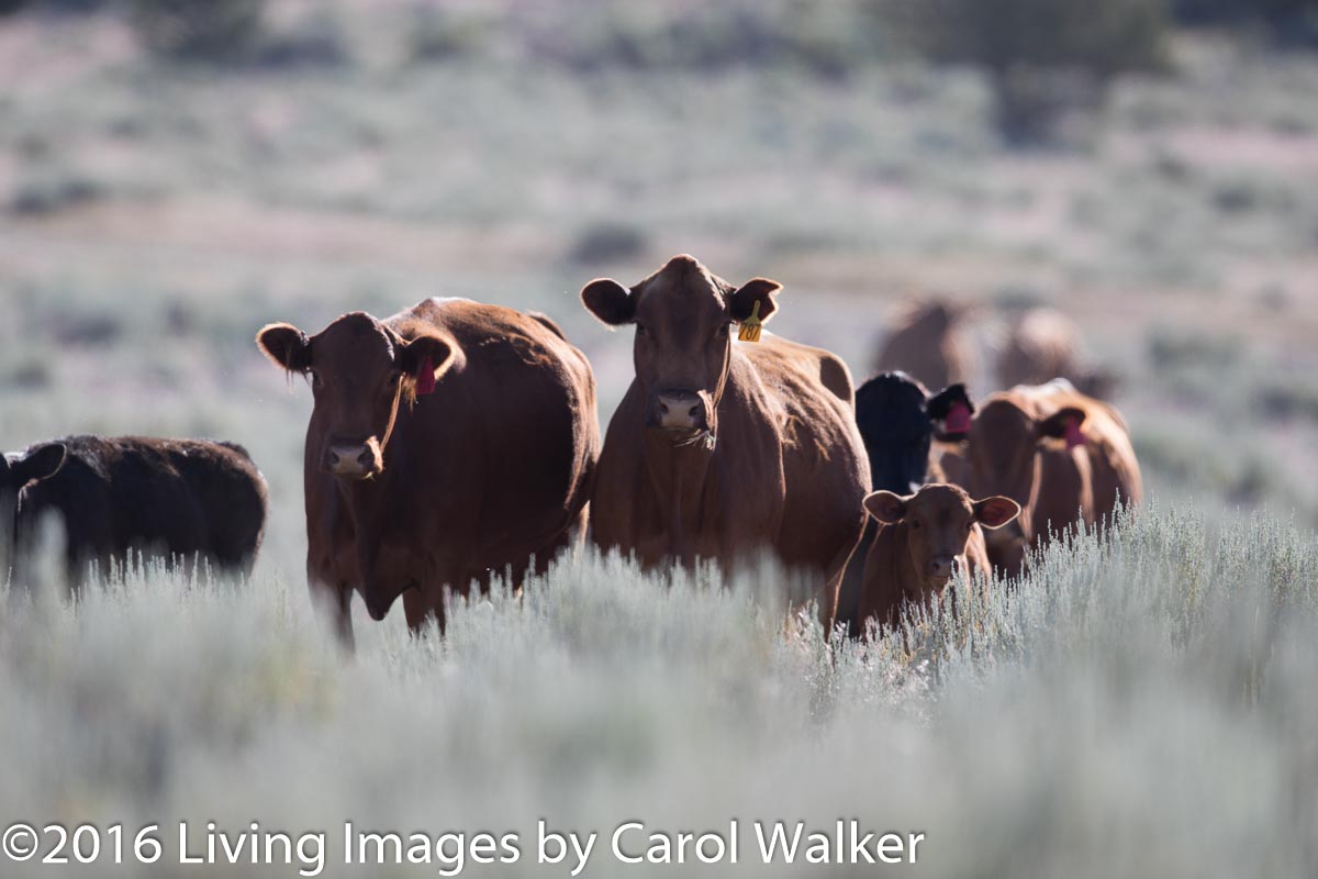 The cattle at South Steens