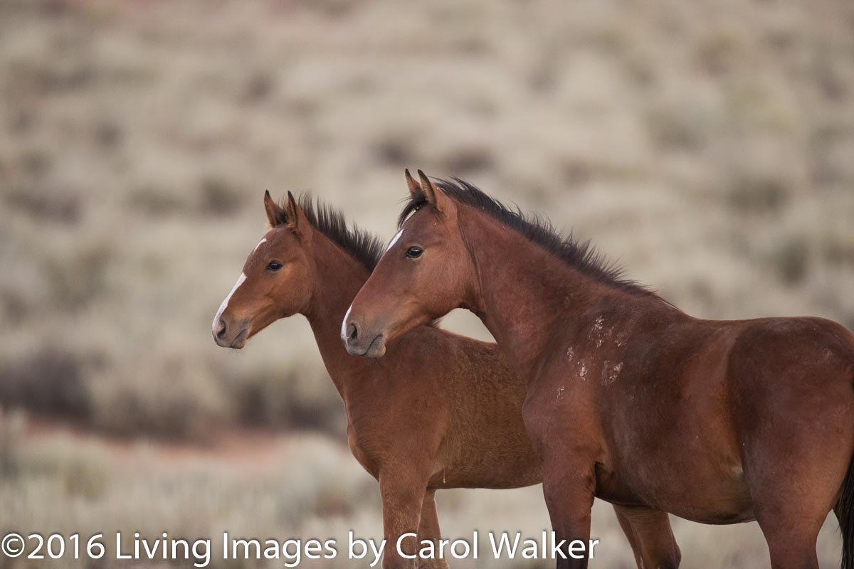 Will these two South Steens Fillies be in the experiment?