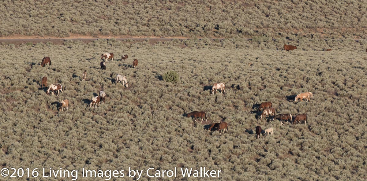 Peacefully grazing in the early morning in South Steens