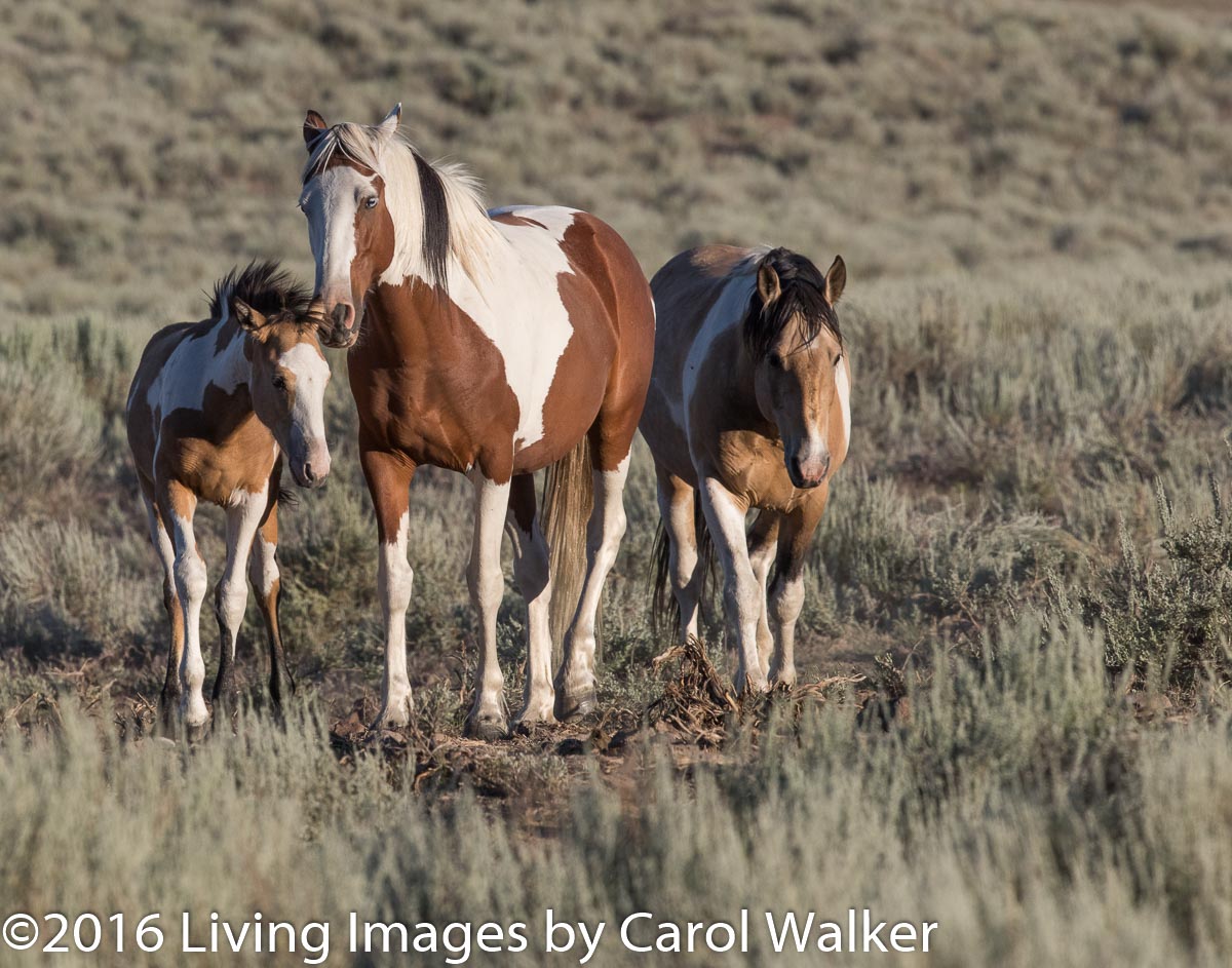 Beautiful family in South Steens