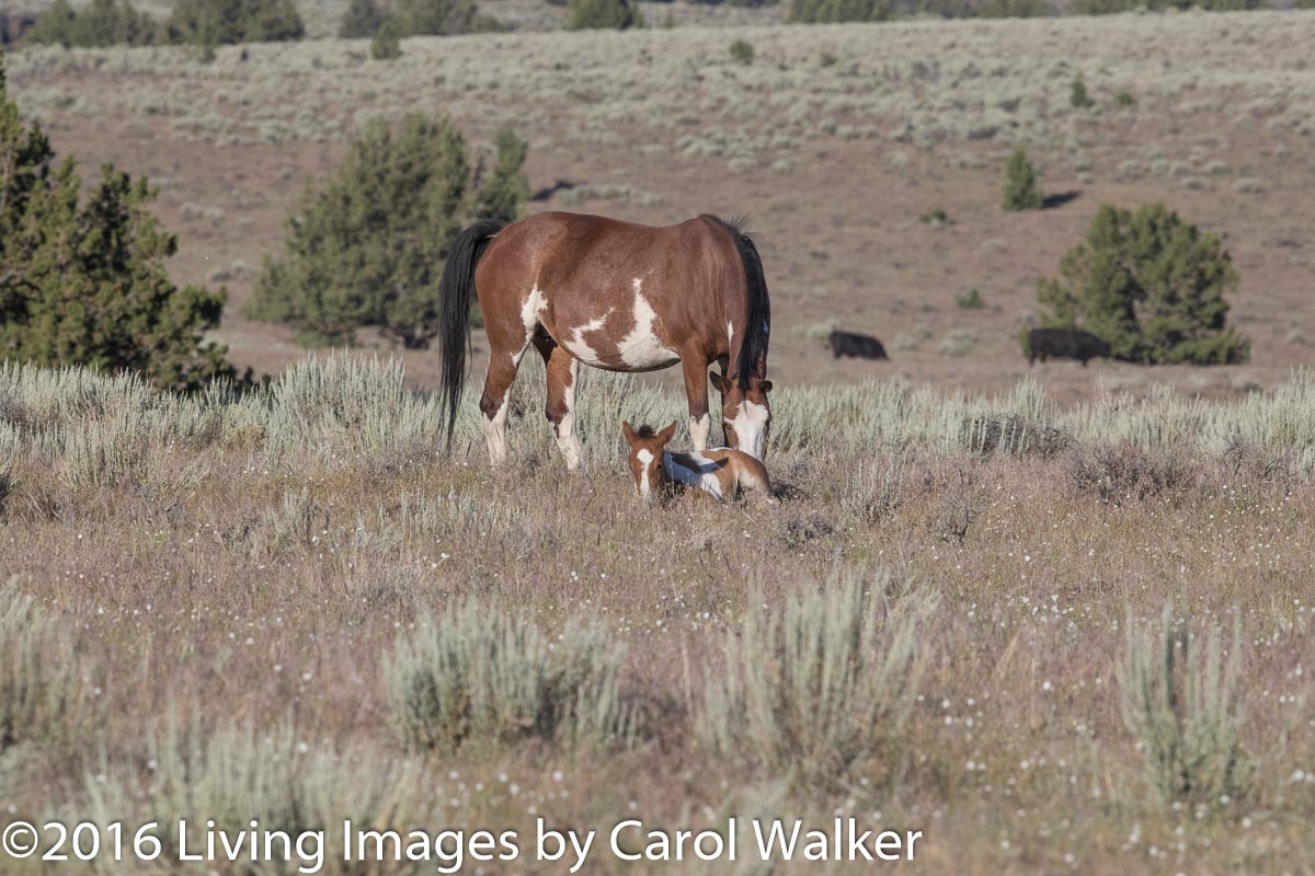 Mare and foal in South Steens