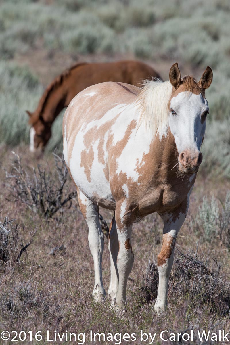 Mare and foal in South Steens