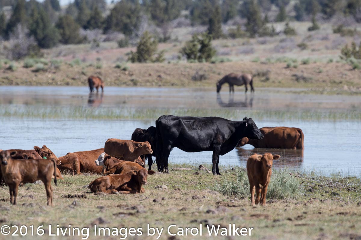 Cattle at South Steens