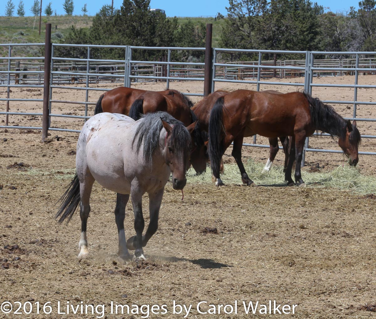 Pregnant mare - will she be in the experiment?