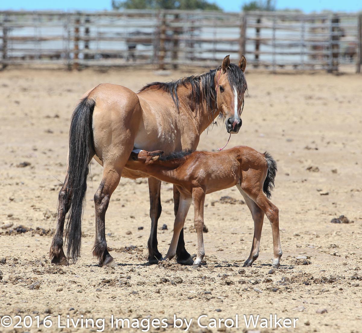 Mare and foal at the Hines facility