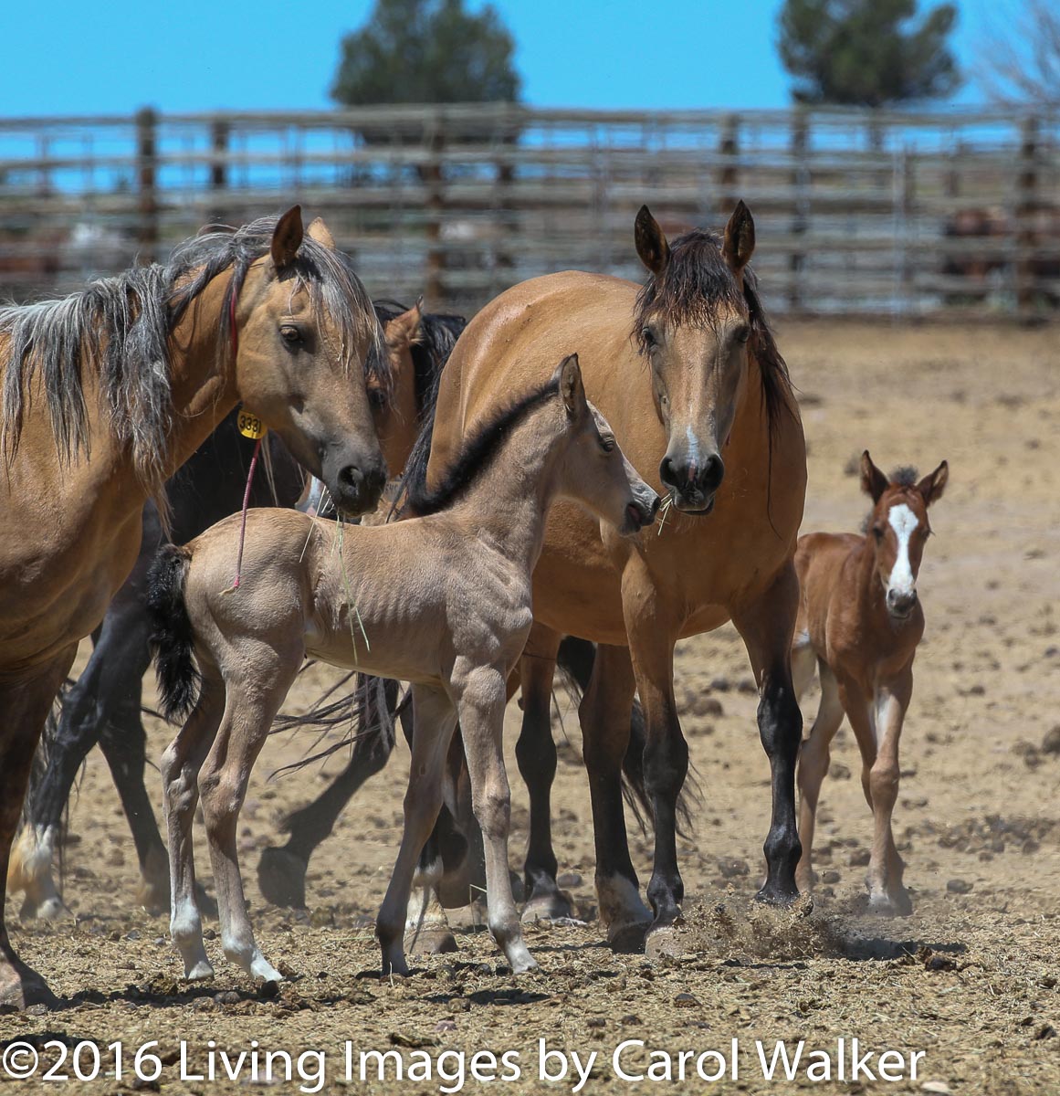 Mares and foals at the Hines facility