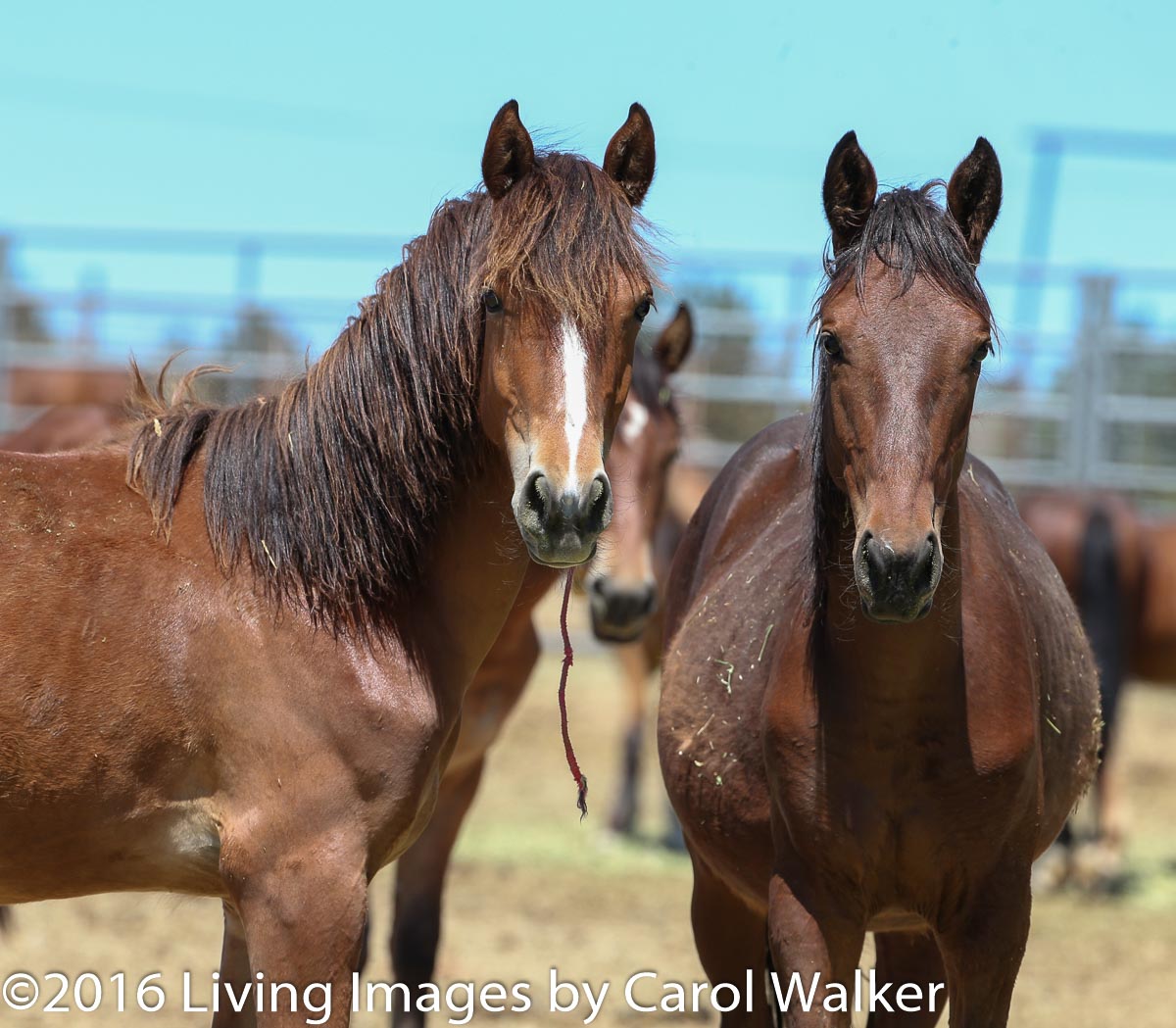 Fillies who would still be with their mothers