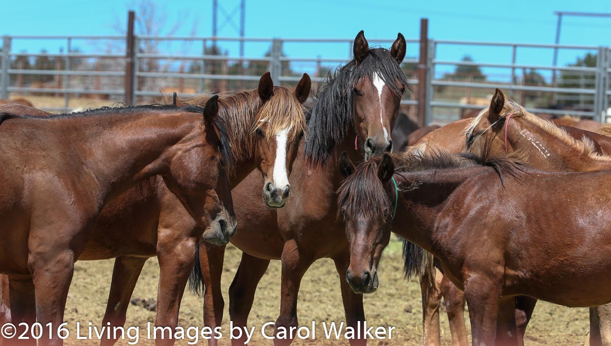 Fillies - will they have the laser ablation procedure?