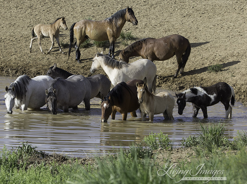 At the Waterhole in Sand Wash Basin