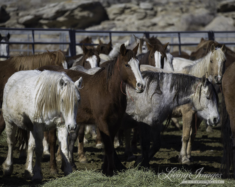 Overcrowded conditions in the mare pens at Rock Springs Corrals