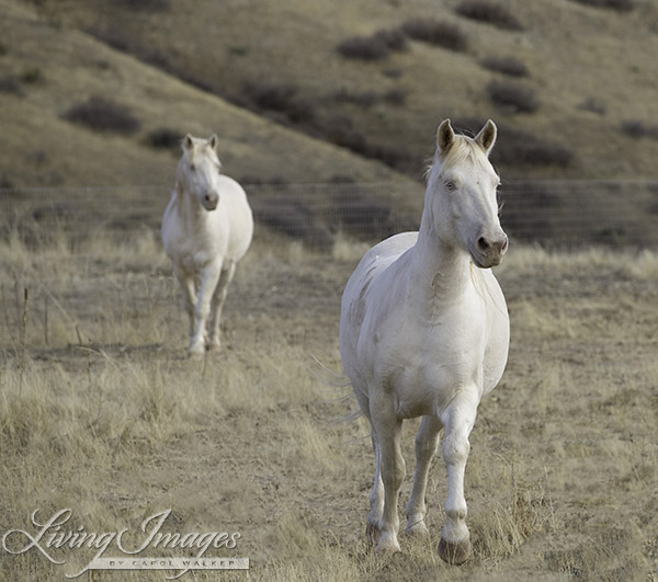 The boys move toward the gate looking for Mica